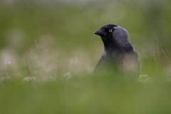 kauw_HBN0873