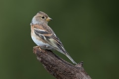 Keep; Brambling; Fringilla montifringilla
