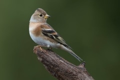 Keep; Brambling; Fringilla montifringilla