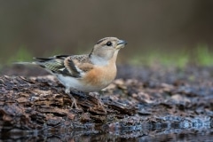 Keep; Brambling; Fringilla montifringilla