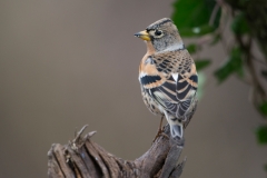 Keep; Bramling; Fringilla montifringilla
