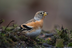 Keep; Bramling; Fringilla montifringilla