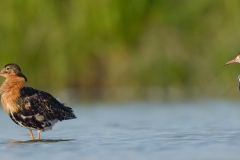 Kemphaan; Philomachus pugnax; Ruff