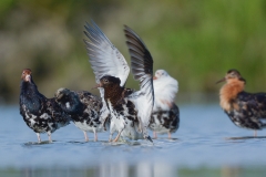 Kemphaan; Philomachus pugnax; Ruff