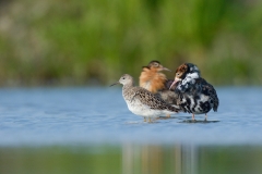 Kemphaan; Philomachus pugnax; Ruff