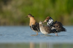 Kemphaan; Philomachus pugnax; Ruff