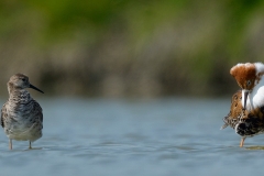 Kemphaan; Philomachus pugnax; Ruff