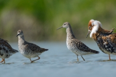 Kemphaan; Philomachus pugnax; Ruff