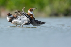 Kemphaan; Philomachus pugnax; Ruff