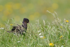 Kemphaan; Philomachus pugnax; Ruff
