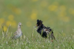 Kemphaan; Philomachus pugnax; Ruff