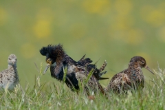 Kemphaan; Philomachus pugnax; Ruff