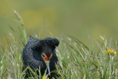 Kemphaan; Philomachus pugnax; Ruff