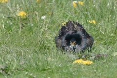 Kemphaan; Philomachus pugnax; Ruff