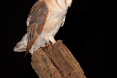 kerkuil_HBN0703