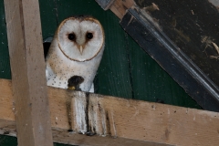 kerkuil_HBN9314-hor