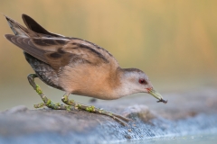 Klein Waterhoen; Little Crake; Porzana parva