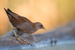 Klein Waterhoen; Little Crake; Porzana parva