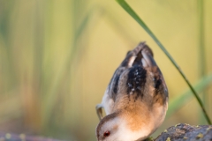Klein Waterhoen; Little Crake; Porzana parva
