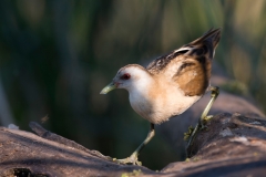 Klein Waterhoen; Little Crake; Porzana parva