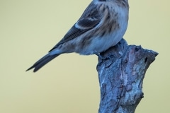 Kleine-barmsijs_HB59631