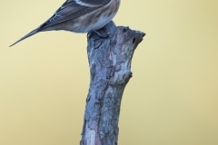 Kleine-barmsijs_HB59648