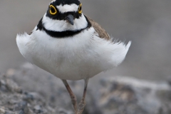 Kleine plevier