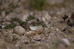 kleine plevier gepredeerd nest_HBN6302