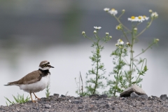 kleine plevier_HBN0145