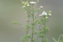 kleine plevier_HBN0157