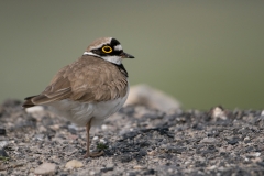 kleine plevier_HBN9435