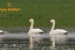 Kleine zwaan