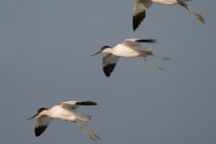 Kluut_HBN7075