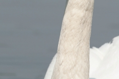 Knobbelzwaan_HBN3317