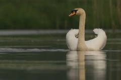 Knobbelzwaan_HBO9016