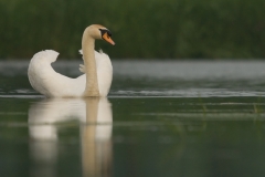 Knobbelzwaan_HBO9032