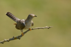 Koekoek; Cuculus canorus; Common Cuckoo
