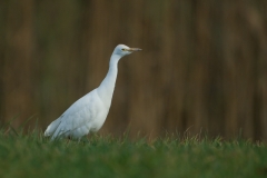 koereiger_HBO5021