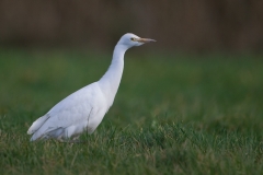 koereiger_HBO5025