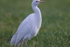 koereiger_HBO5033