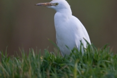 koereiger_HBO5038