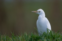 koereiger_HBO5044