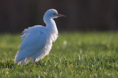 koereiger_HBO5051