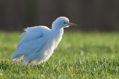 koereiger_HBO5055