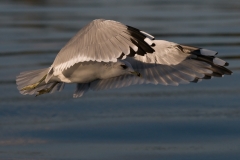 kokmeeuw_HBN0558