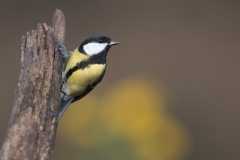 Koolmees;-Great-Tit;-Parus-major_HB58773-kopiëren