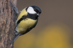 Koolmees;-Great-Tit;-Parus-major_HB58779-kopiëren