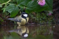 Koolmees; Blue Tit; Kohlmeise; Parus major