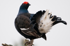 Korhoen _HBN0119