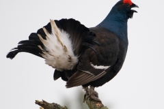 Korhoen _HBN0144